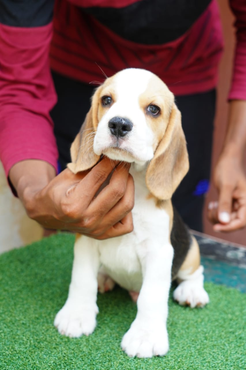 Beagle puppies from Kanchipuram, Tamilnadu. Breeder: Nishanth kumar