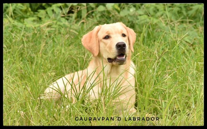 Labrador Retriever puppies from Aurangabad, Maharashtra. Breeder: Gaurav Aalane