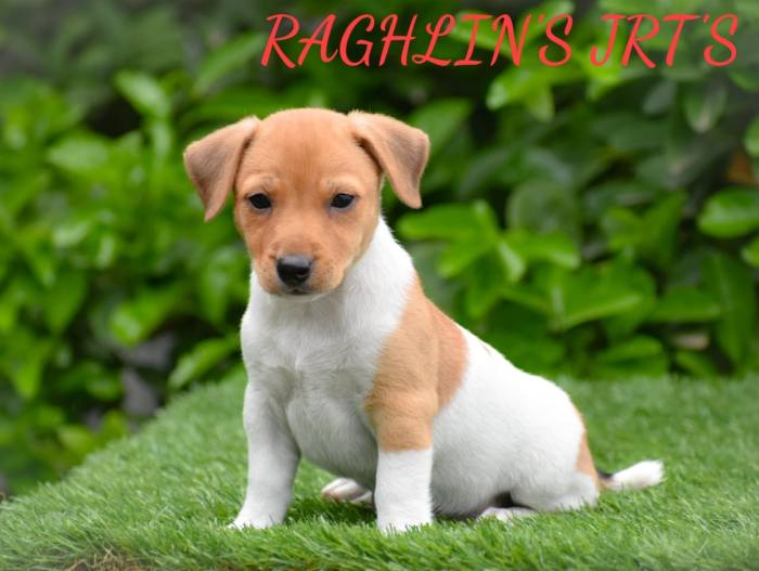 Jack Russell Terrier puppies from Coimbatore, Tamilnadu. Breeder: R.Vijayaraghavan