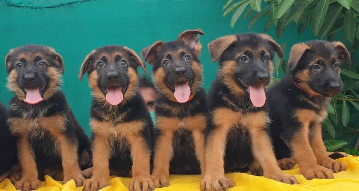 German Shepherd Dog (GSD) puppies from Salem ,Tamilnadu. Breeder: Vemo Kennels