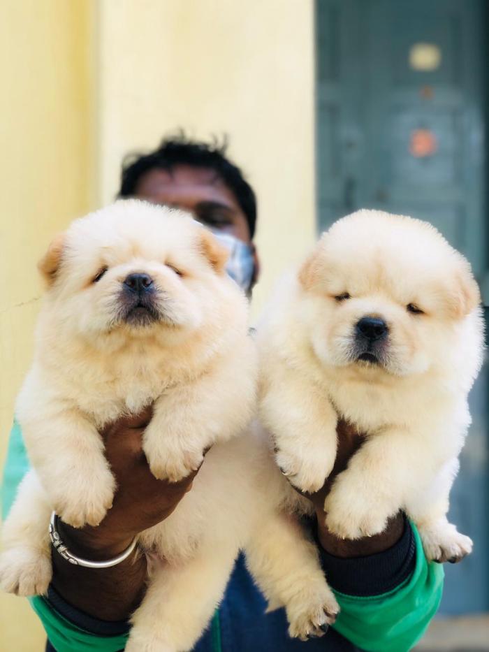 Chow Chow puppies from Bangalore, Karnataka. Breeder: Mr.Puneeth Gowda