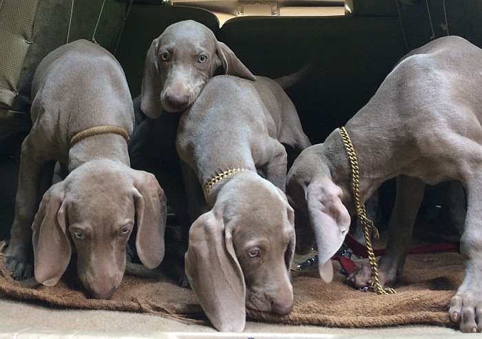 Weimaraner puppies from Bangalore. Breeder: Abraham L K