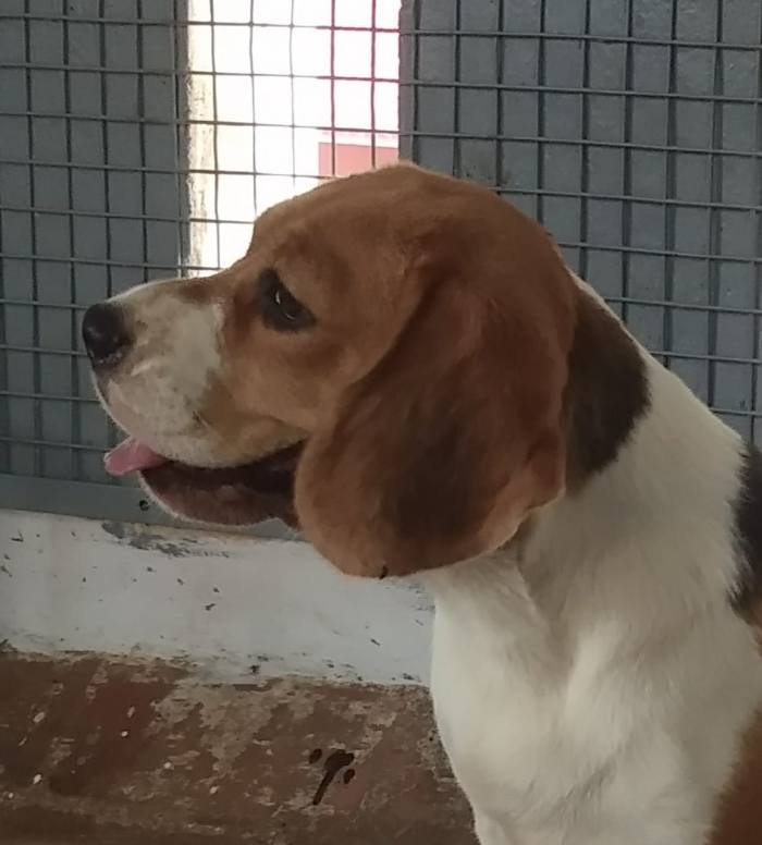 Beagle puppies from Chennai. Breeder: Umapathy
