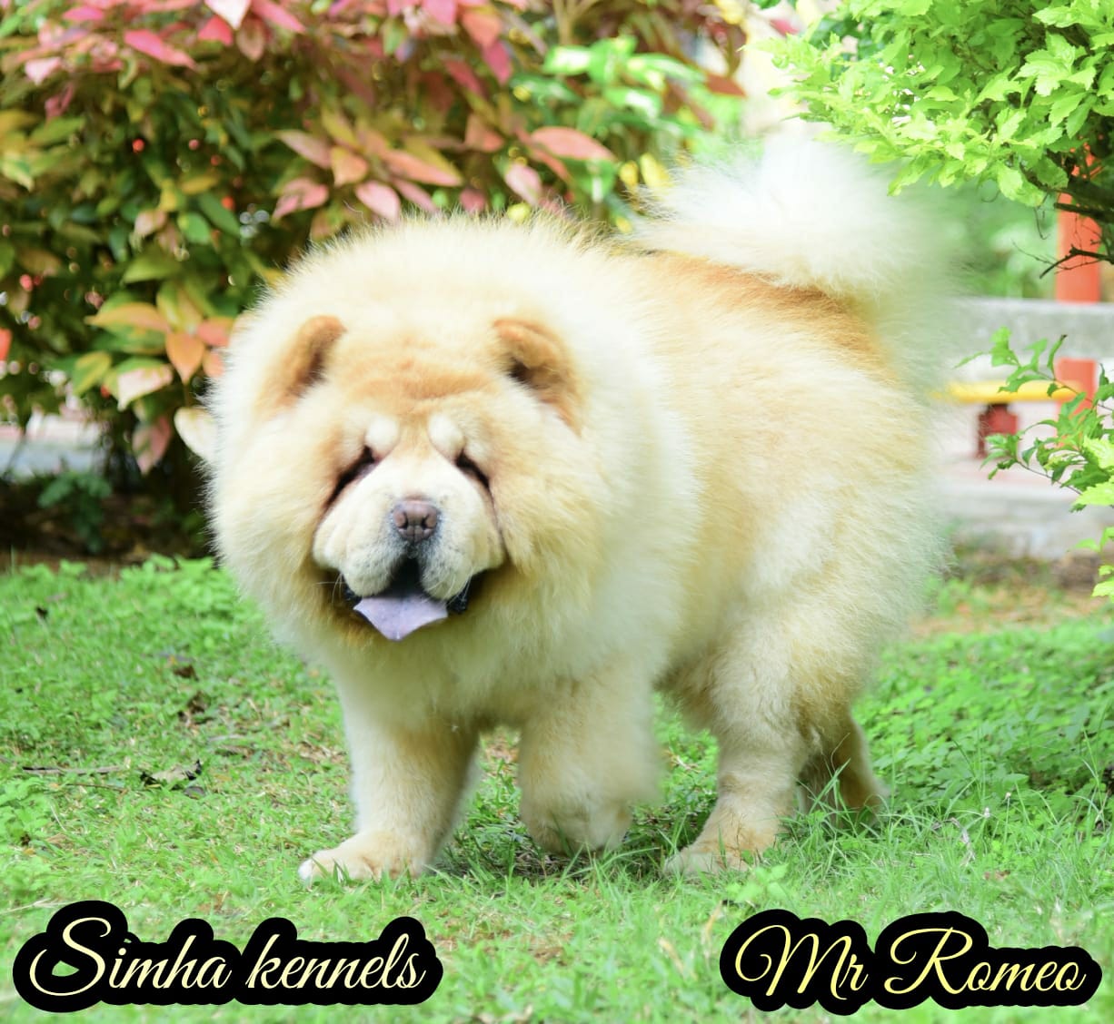 Chow Chow puppies from Bangalore. Breeder: Simha kennels
