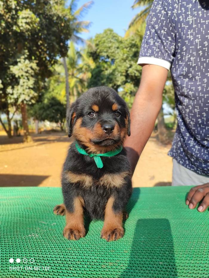 Rottweiler puppies from Bangalore. Breeder: Amith Walton