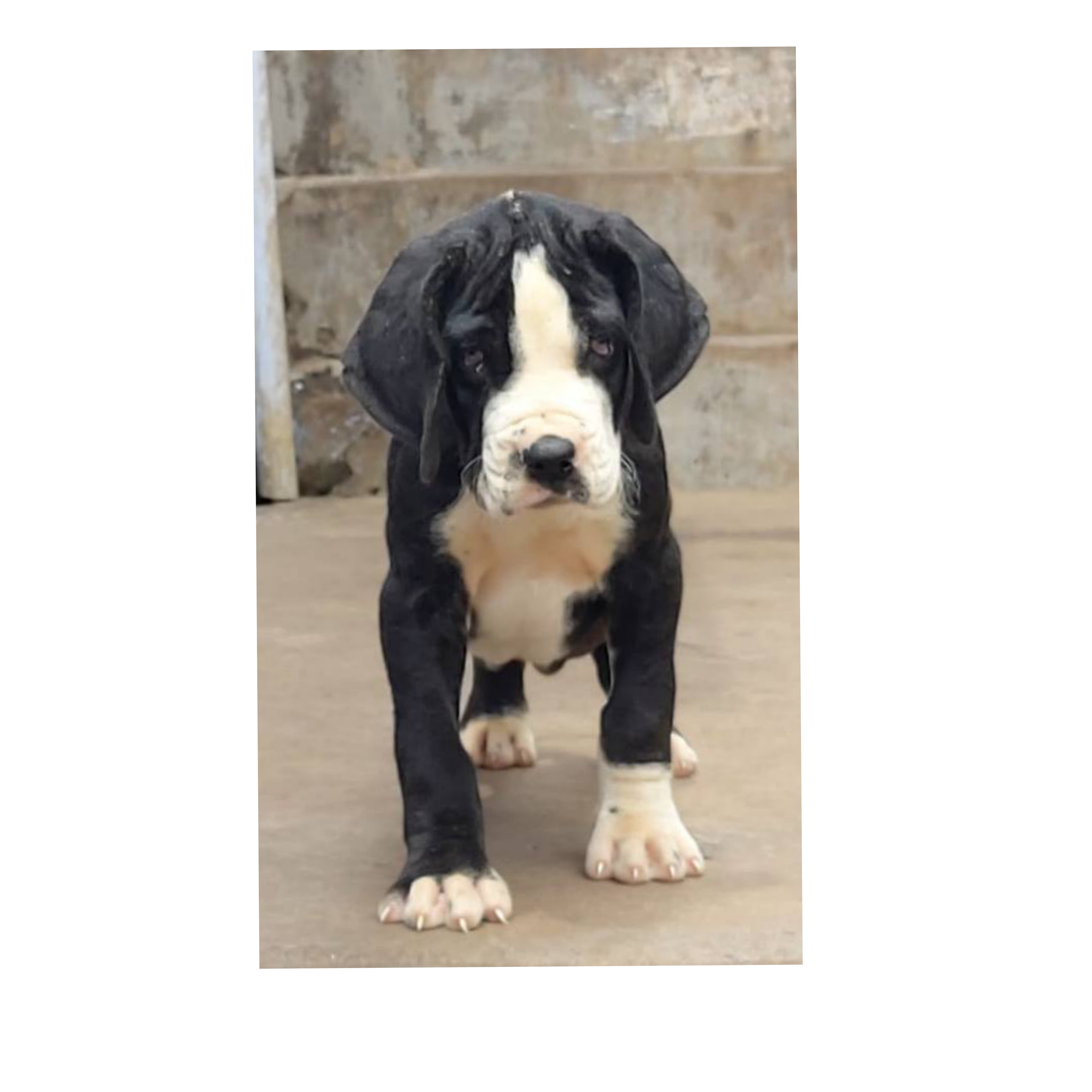 Great Dane puppies from Ooty. Breeder: Gregory