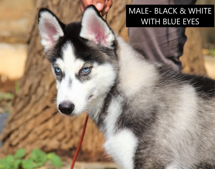 Siberian Husky puppies from Bangalore,Karnataka. Breeder: Shivani and Abhijit Hardikar