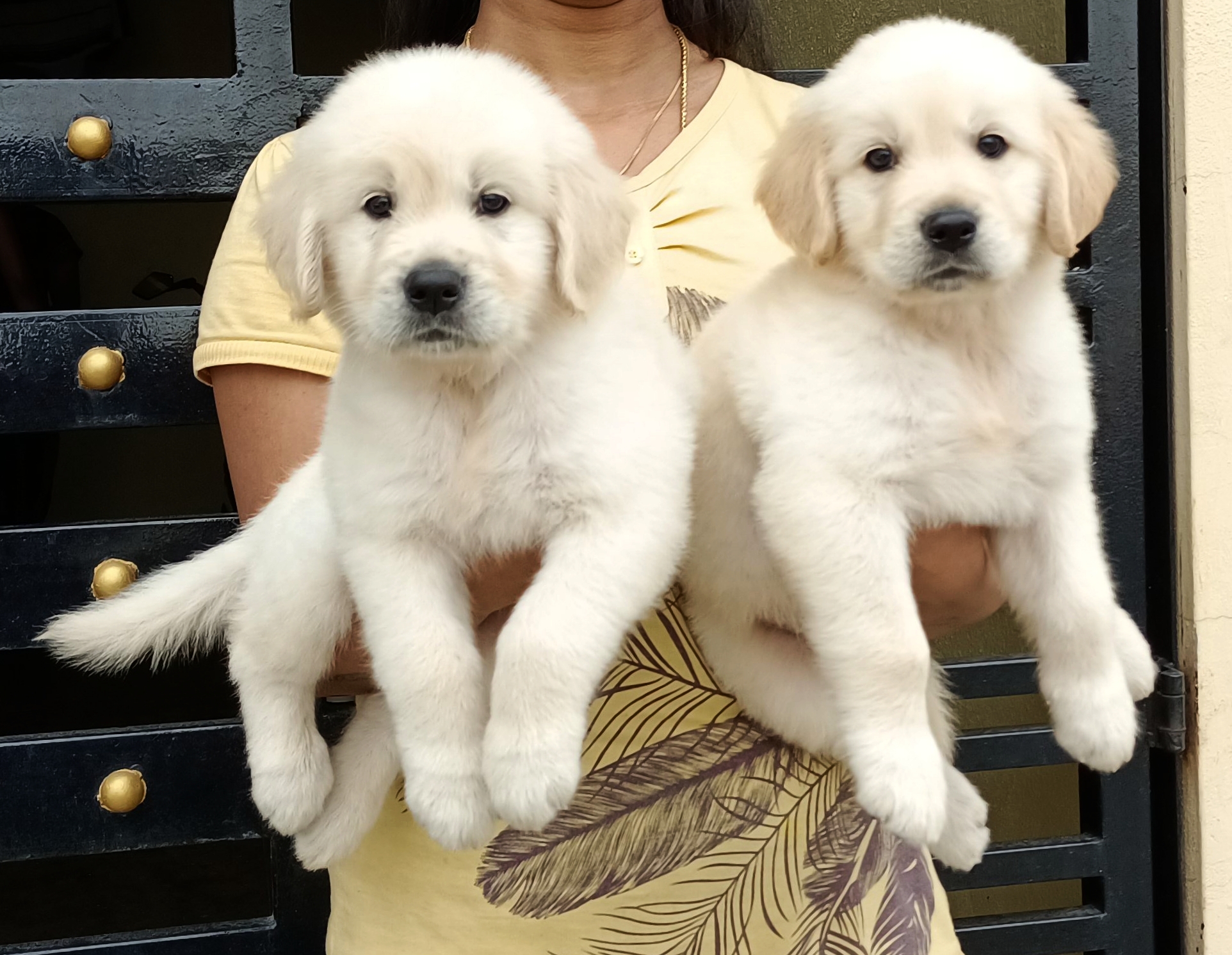Golden Retriever puppies from Bangalore. Breeder: Aditya Lochan