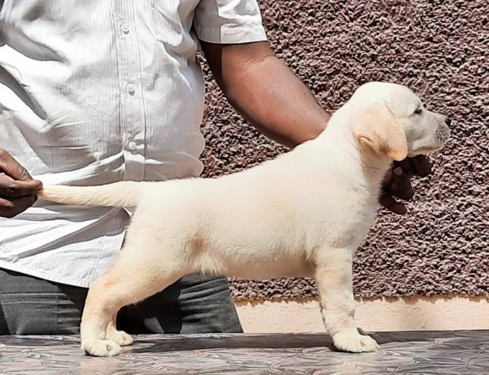 Labrador Retriever puppies from Madurai. Breeder: Visak Kumar