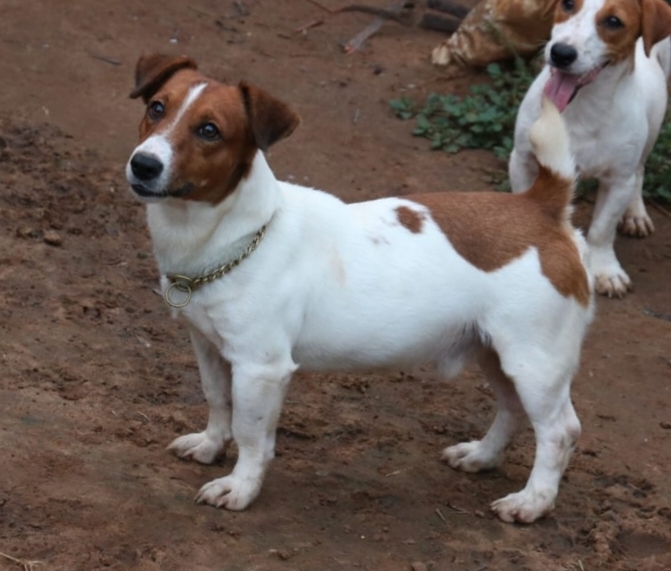 Jack Russell Terrier puppies from Srirangam,Trichy,Tamilnadu. Breeder: Mr.A.Jayaprakash