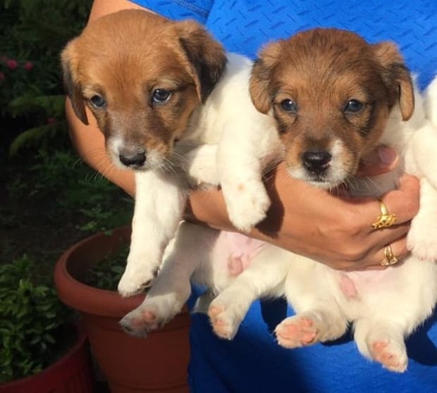 Jack Russell Terrier puppies from Goa. Breeder: Sharvani pitre