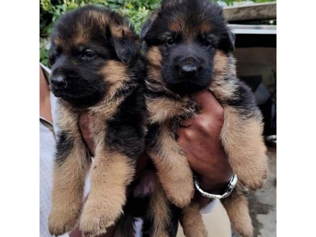 GERMAN SHEPHERD puppies from Crompet, Chennai, tamilnadu. Breeder: Showpaw kennels
