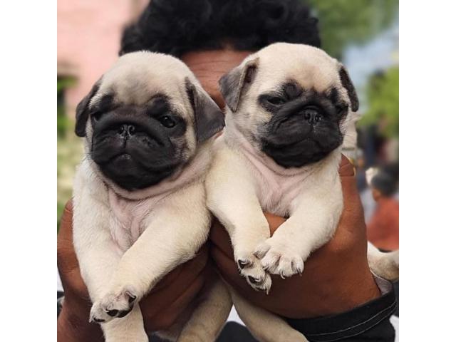 PUG puppies from Chennai, tamilnadu. Breeder: Showpaw kennels