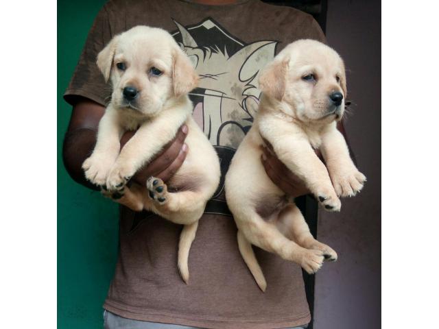 Labrador puppies from Chennai, tamilnadu. Breeder: Roshan