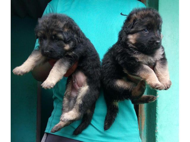German shepherd puppies from Chennai, tamilnadu. Breeder: Roshan