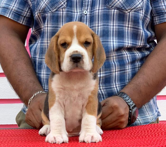Beagle puppies from Manipal, Karnataka. Breeder: Mr. Suhas Shetty