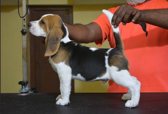 Beagle puppies from Tamil Nadu. Breeder: Mr. Sharma Ramesh