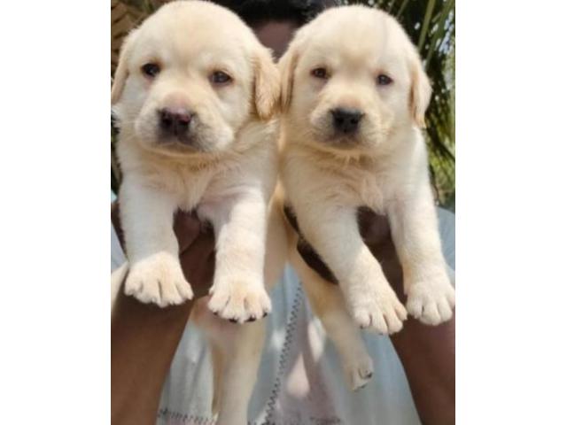 LABRADOR puppies from Chennai, tamilnadu. Breeder: Showpaw kennels