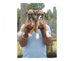 Boxer puppies from Chennai, tamilnadu. Breeder: Manikandan