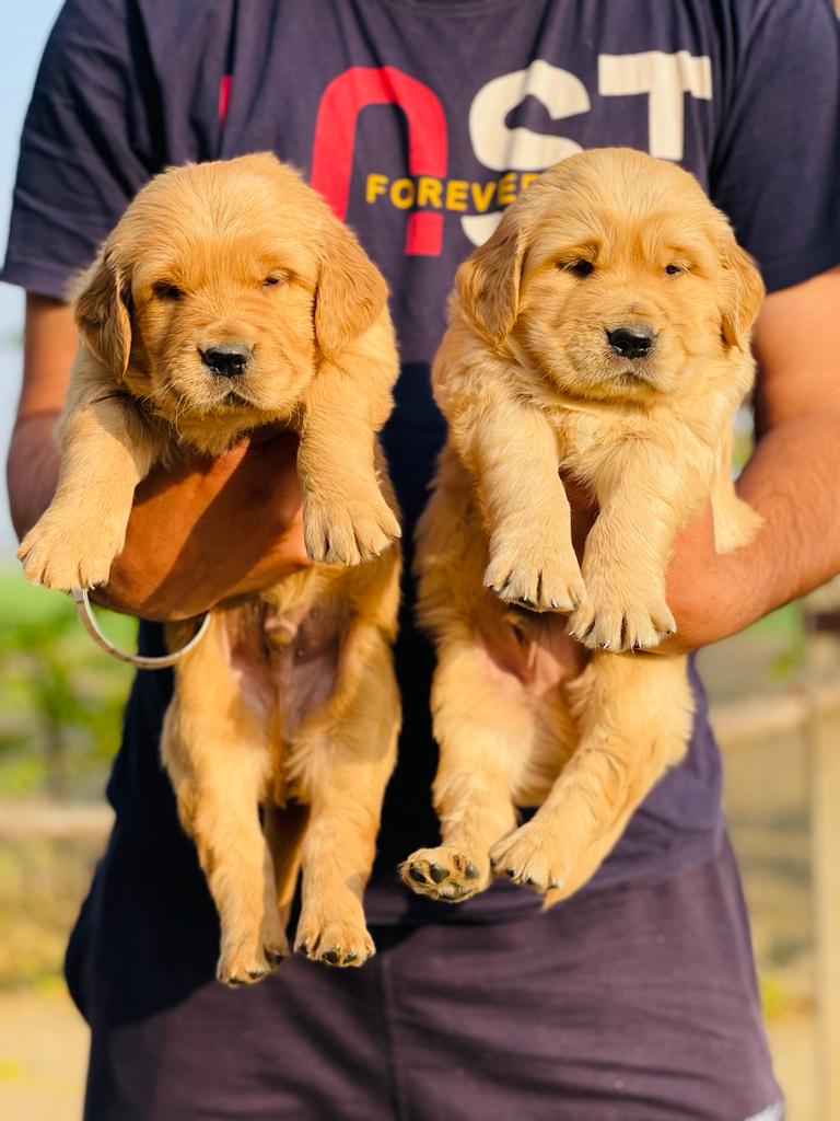 Golden retriever puppies from Chennai. Breeder: Mv home breed pets