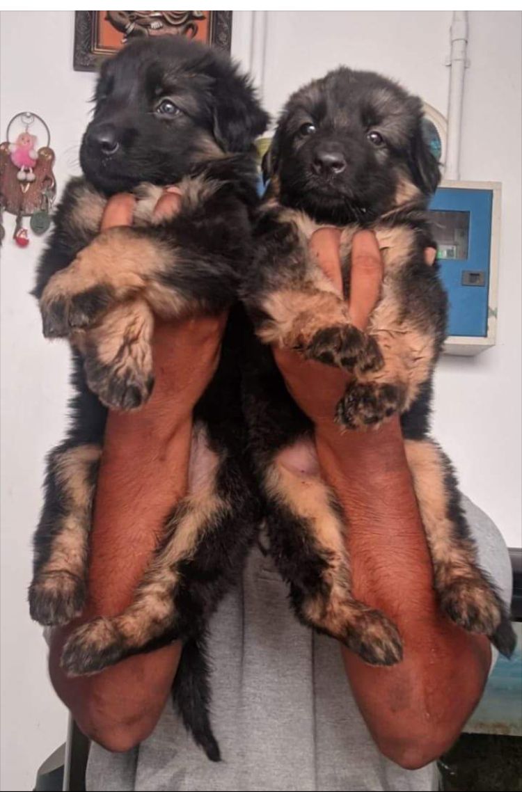 German Shepherd puppies from Chennai. Breeder: Mv home breed pets