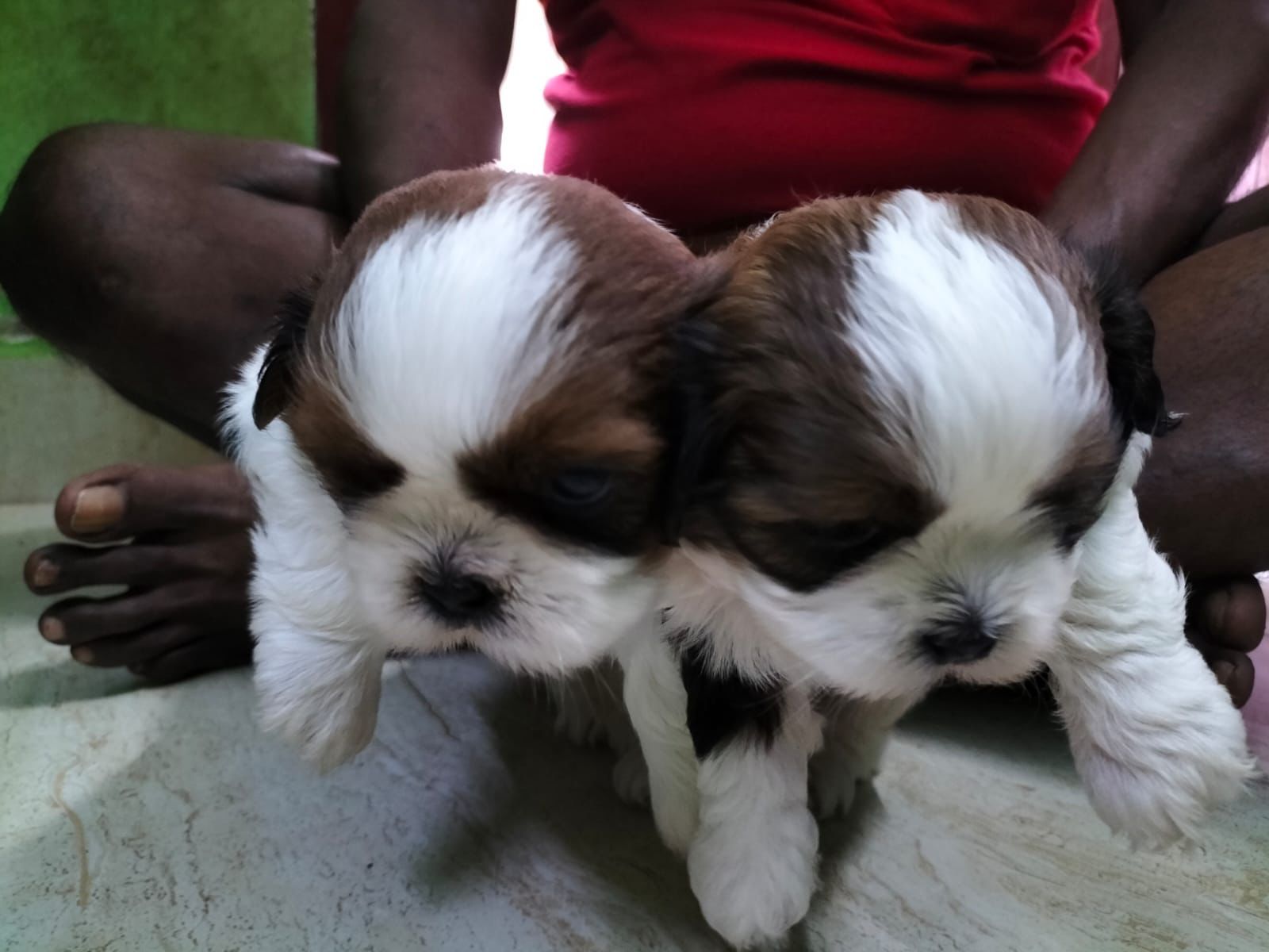 Shitzu puppies from Chennai. Breeder: Mv home breed pets