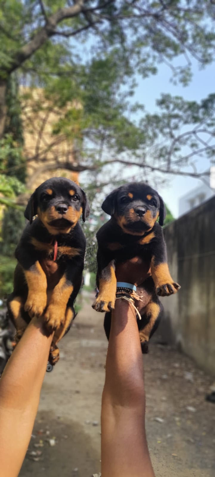 Rottweiler puppies from Chennai. Breeder: Mv home breed pets