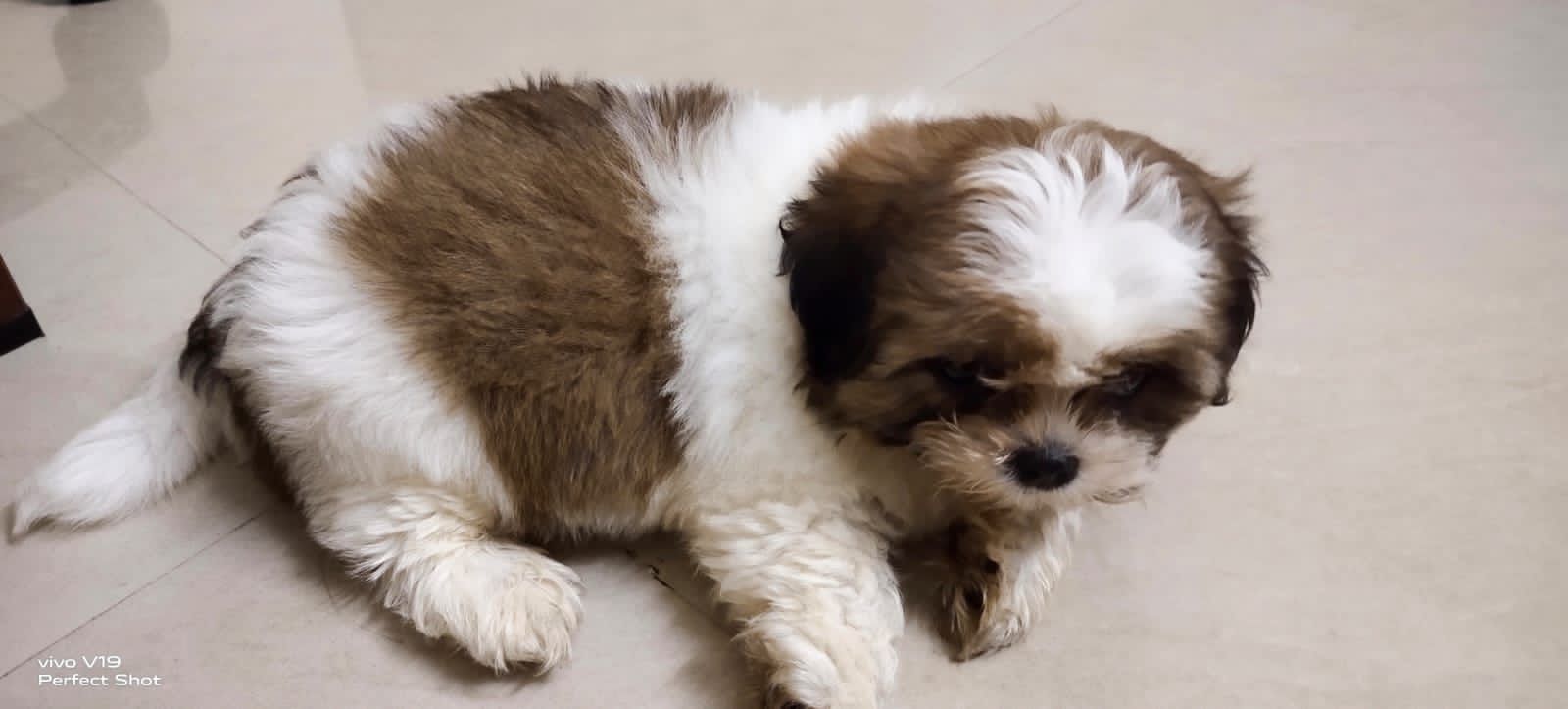 Shih-tzu male puppy