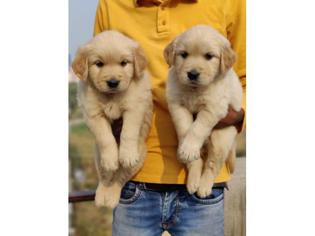 golden  Retriever puppies from Noida,utterpradesh. Breeder: admehrot