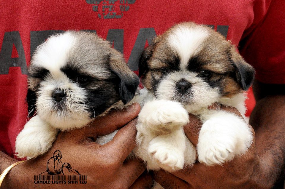 shih tzu puppies from chennai. Breeder: kandaswamy jagathish