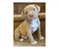 Pit bull puppies from . Breeder: tkkennel