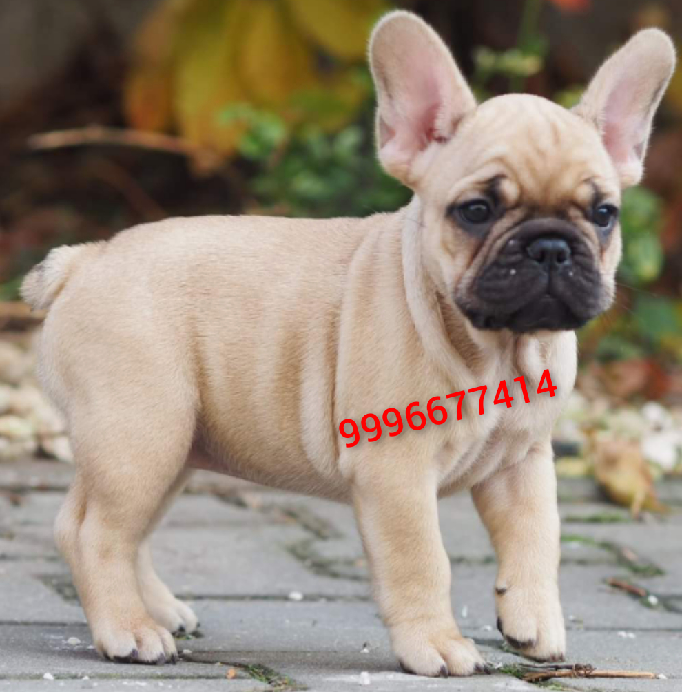 Heavy Bone French Bulldog puppies available with Paper