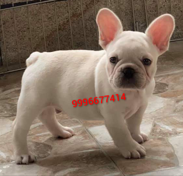 Show quality French Bulldog puppies available