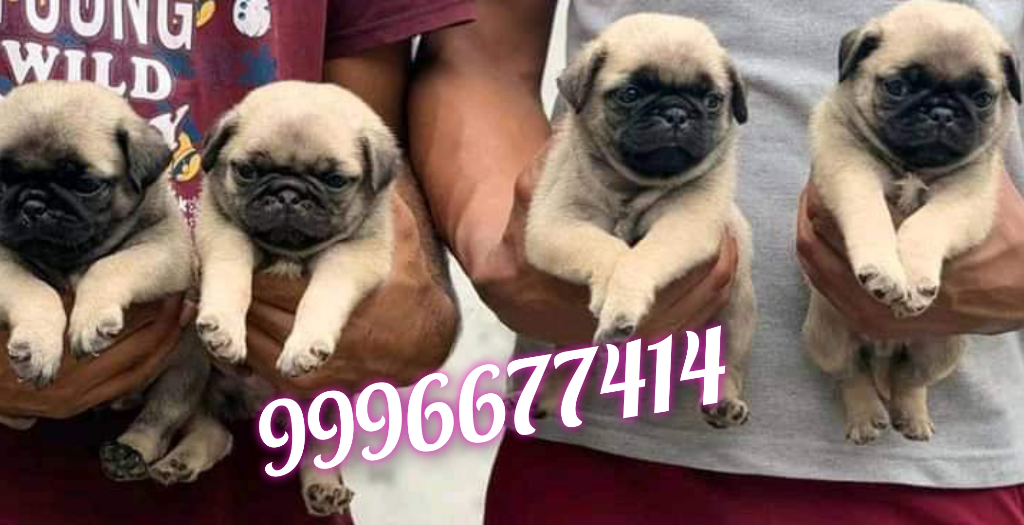 Show quality Pug puppies available