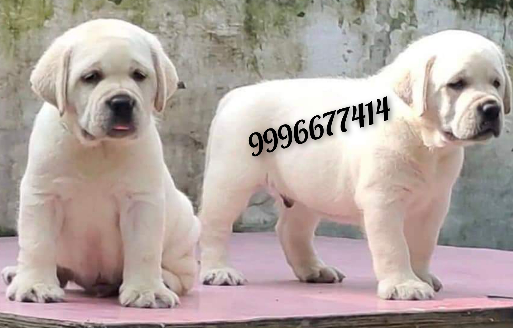 Show quality Labrador puppy Available