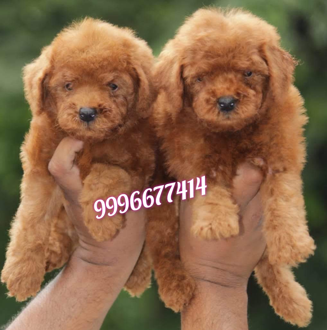 Toy poddle pup available