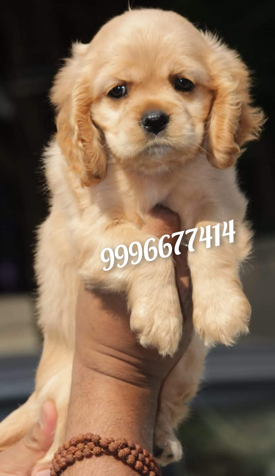 Fully furry Cocker spaniel puppies available
