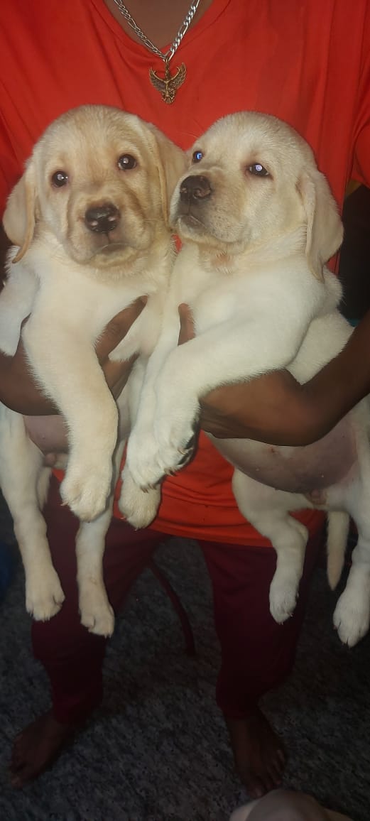 Labradour puppies from Dhoopanahalli, IndhiraNagar, Bangalore. Breeder: Mahesh