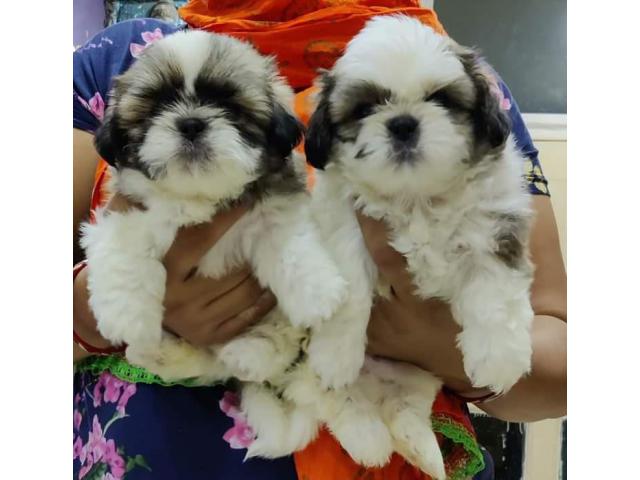 Shitzu puppies from vadodara,gujarat. Breeder: Mariasonja