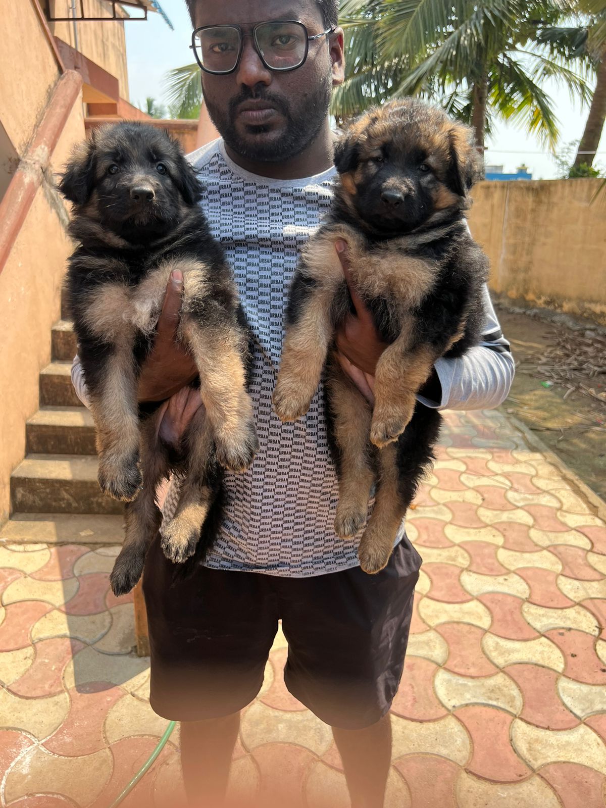 German shepherd puppies from Chennai Ambattur. Breeder: Manikandan