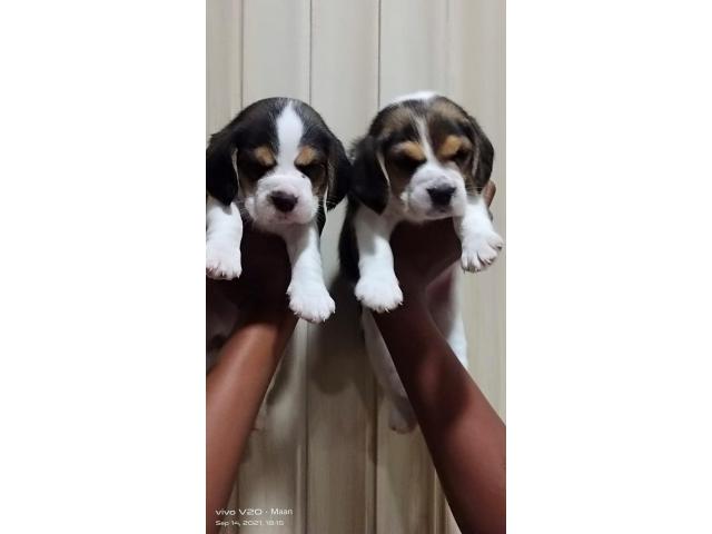 beagle puppies from Ahemadabad,gujarat. Breeder: varunk090