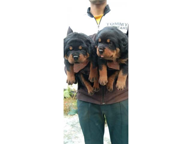 Rottweiler puppies from Ahemadabad,gujarat. Breeder: varunk090