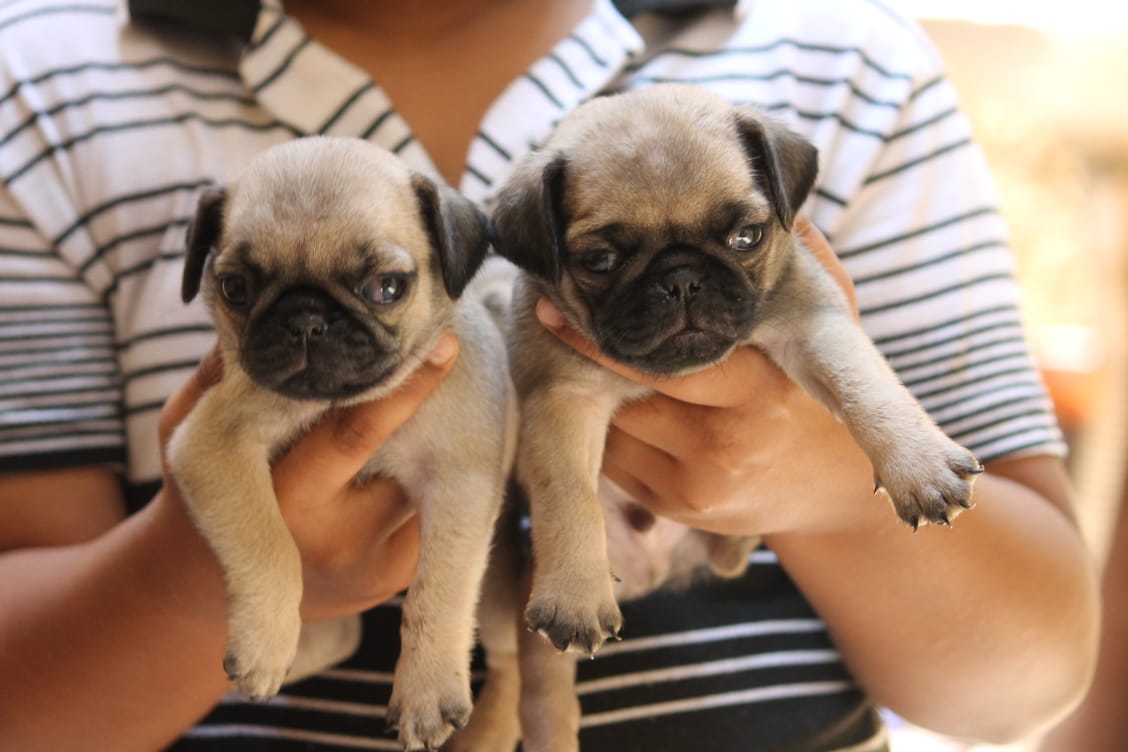 Pug puppies from Banglore. Breeder: Suresh