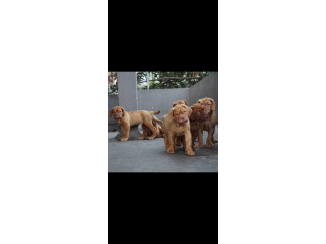French mastiff puppies from Pune, Maharashtra. Breeder: sahilchhajed