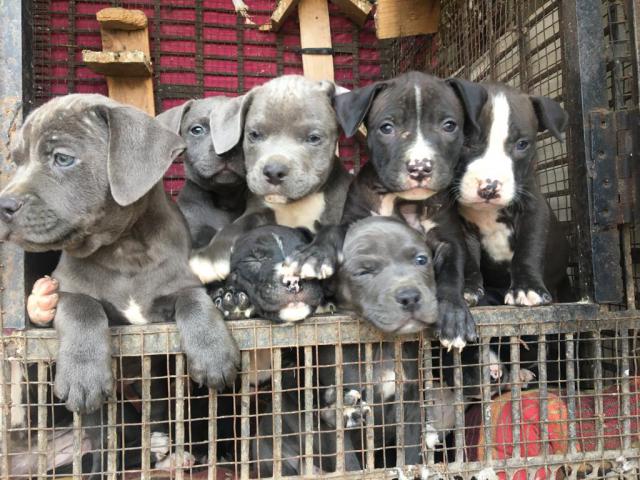 Pit bull puppies from Pune, Maharashtra. Breeder: sahilchhajed