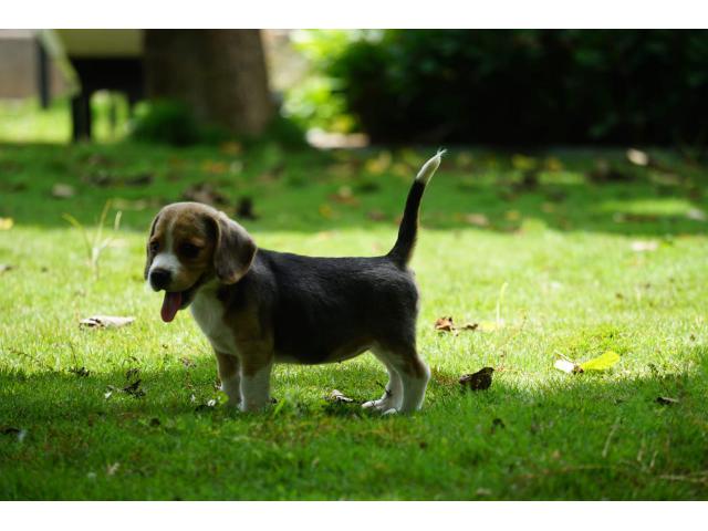 beagle puppies from . Breeder: sahilchhajed