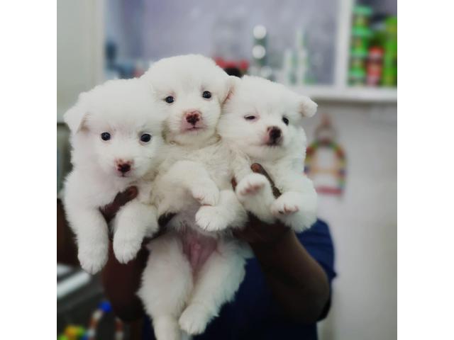 Pomeranian puppies from Pune, Maharashtra. Breeder: sahilchhajed