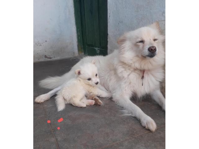 Pomeranian puppies from Andhra Pradesh. Breeder: Hymavathiv