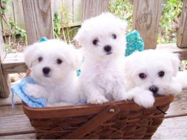 Maltese puppies puppies from Assam. Breeder: dalvinbenson