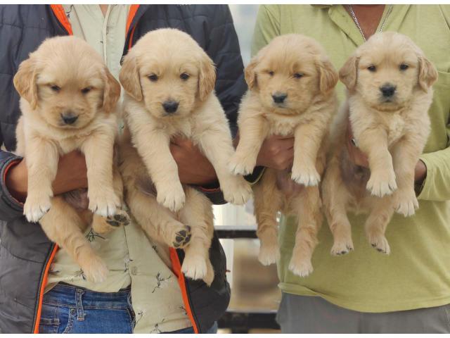 golden  Retriever puppies from Chandigarh. Breeder: varunk090